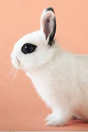 《Palia》即将发布夏季更新档 加入多种物品内容